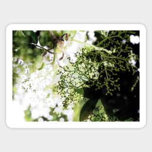 Elderflower blossom in midsummer light Sticker